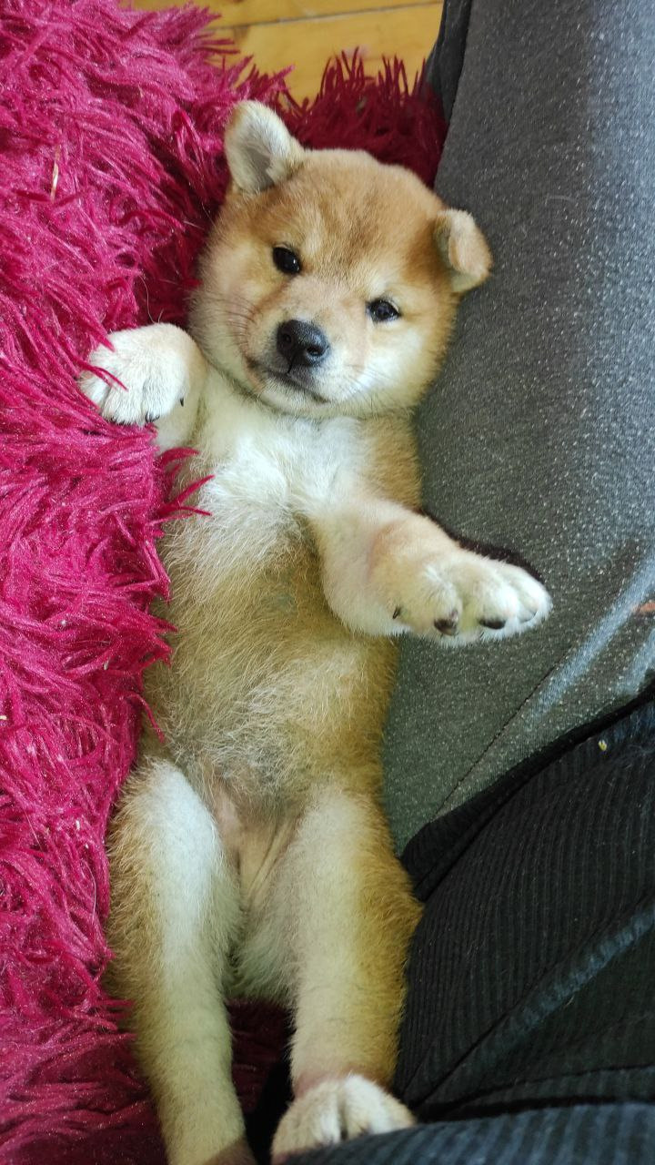 сиба питомник Рубилайт щенки на продажу rubylight  сиба щенки купить Шиба сиба-ину
