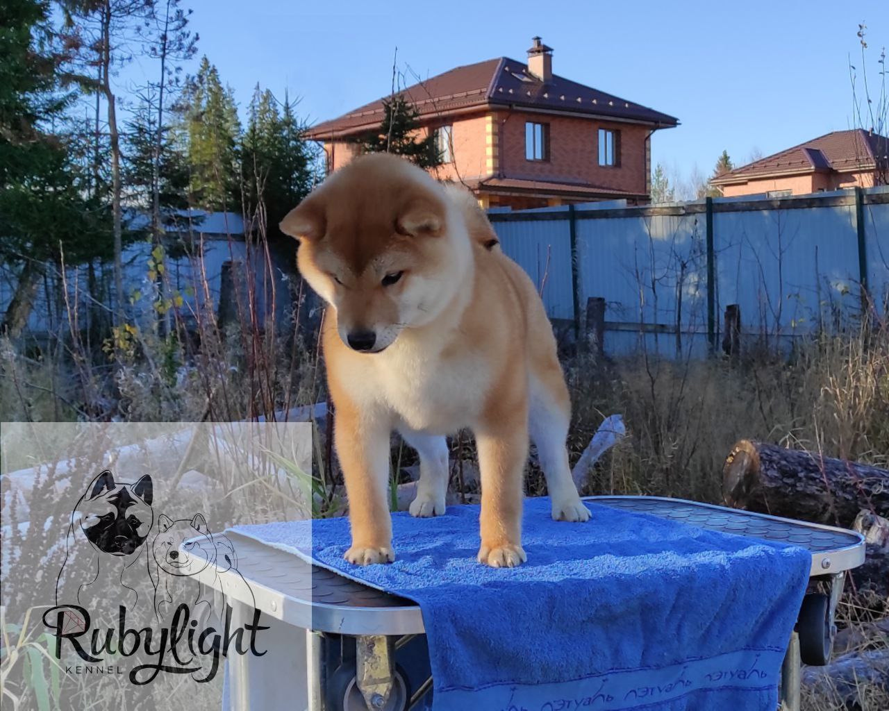 Сиба Rubylight Qiwi питомник Рубилайт 