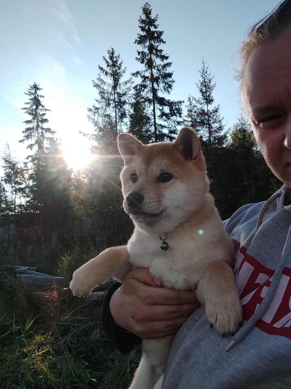 сиба питомник Рубилайт щенки на продажу rubylight  сиба щенки купить Шиба сиба-ину