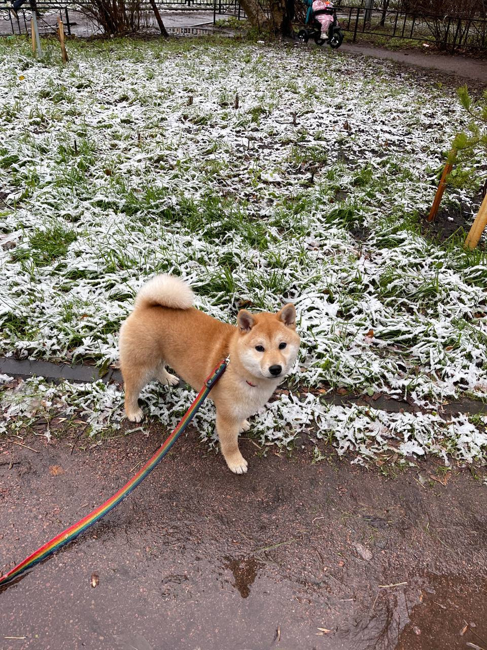 сиба питомник Рубилайт щенки на продажу rubylight  сиба щенки купить Шиба сиба-ину