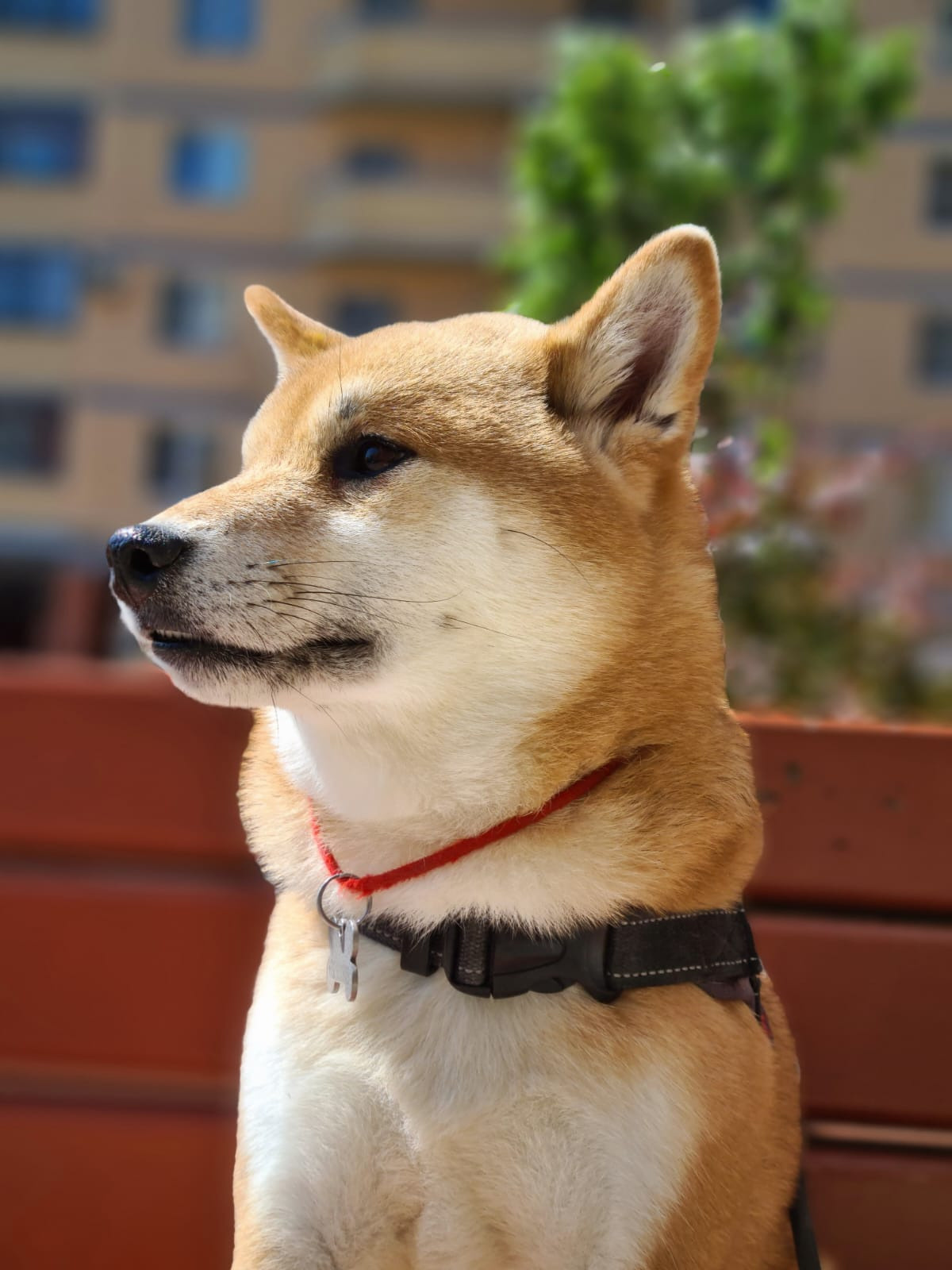 RUBYLIGHT DOLL * Долька (Отец: Хиро * HANDZIMEMESITE HIRO , Мать: Дэва * ZOLOTO PARTII DEVANA GODDESS OF HUNT) сиба