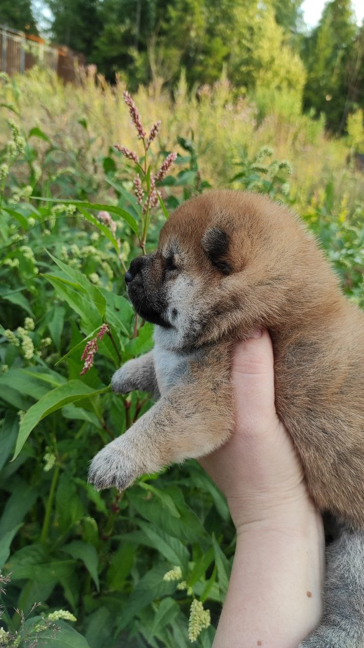 Сиба Rubylight Qiwi питомник Рубилайт 