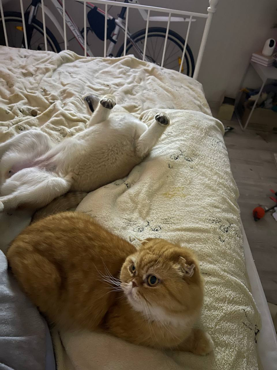 сиба питомник Рубилайт щенки на продажу rubylight  сиба щенки купить Шиба сиба-ину