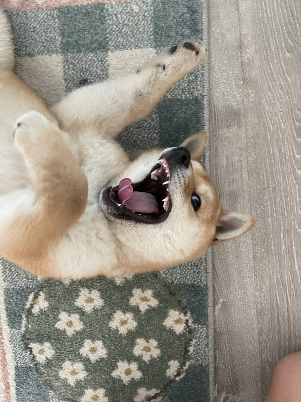 сиба питомник Рубилайт щенки на продажу rubylight  сиба щенки купить Шиба сиба-ину