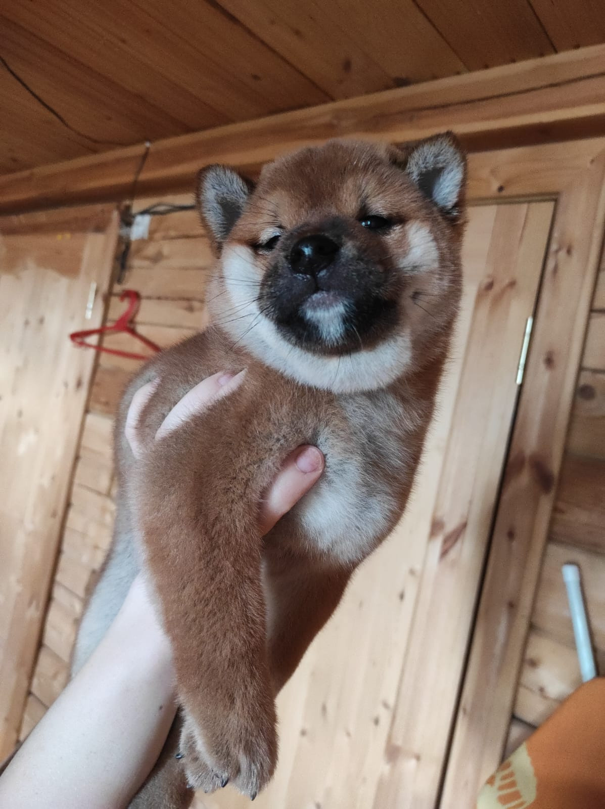 Сиба RUBYLIGHT Taddeus питомник Рубилайт 