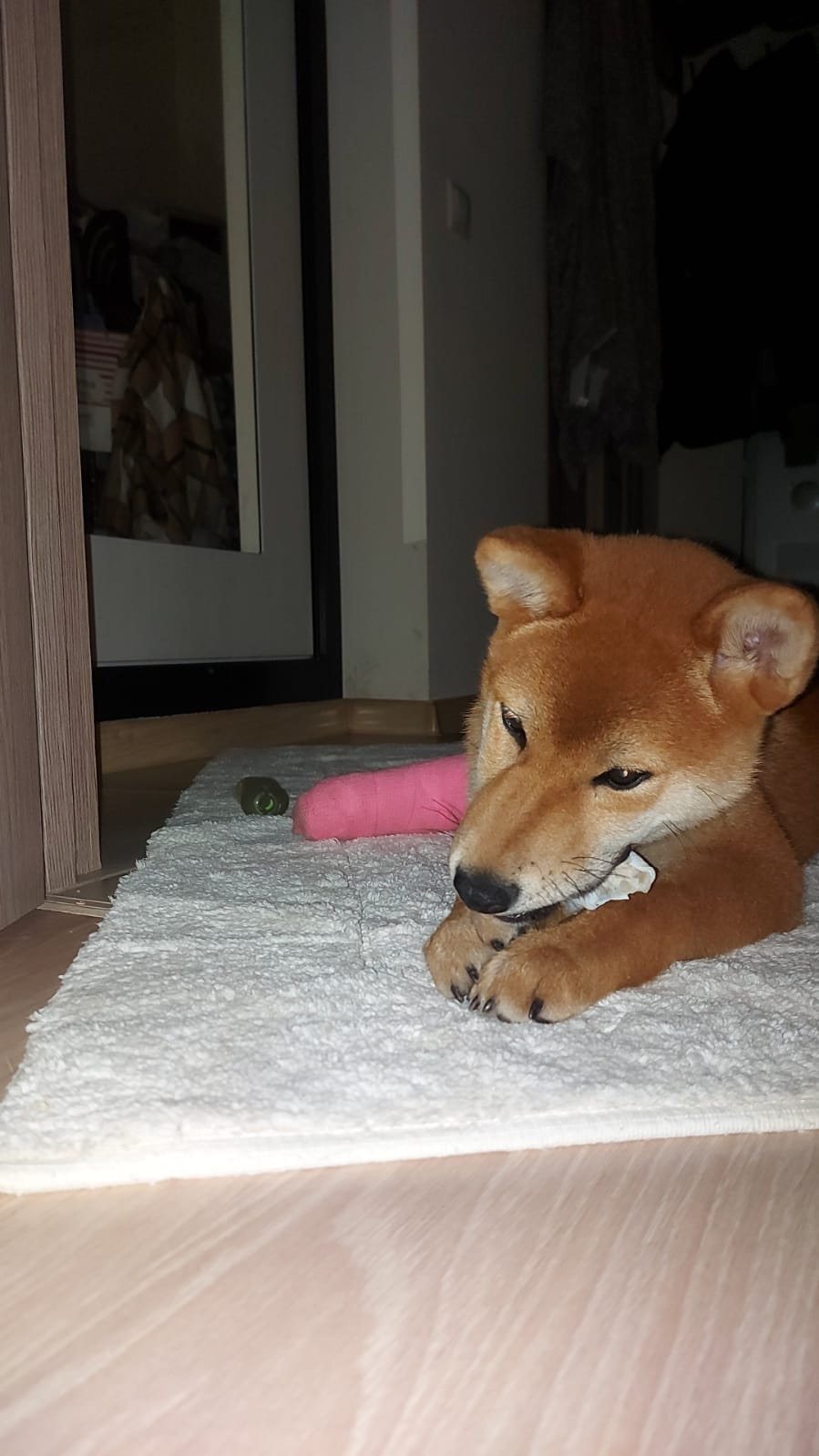 Сиба RUBYLIGHT Taddeus питомник Рубилайт 