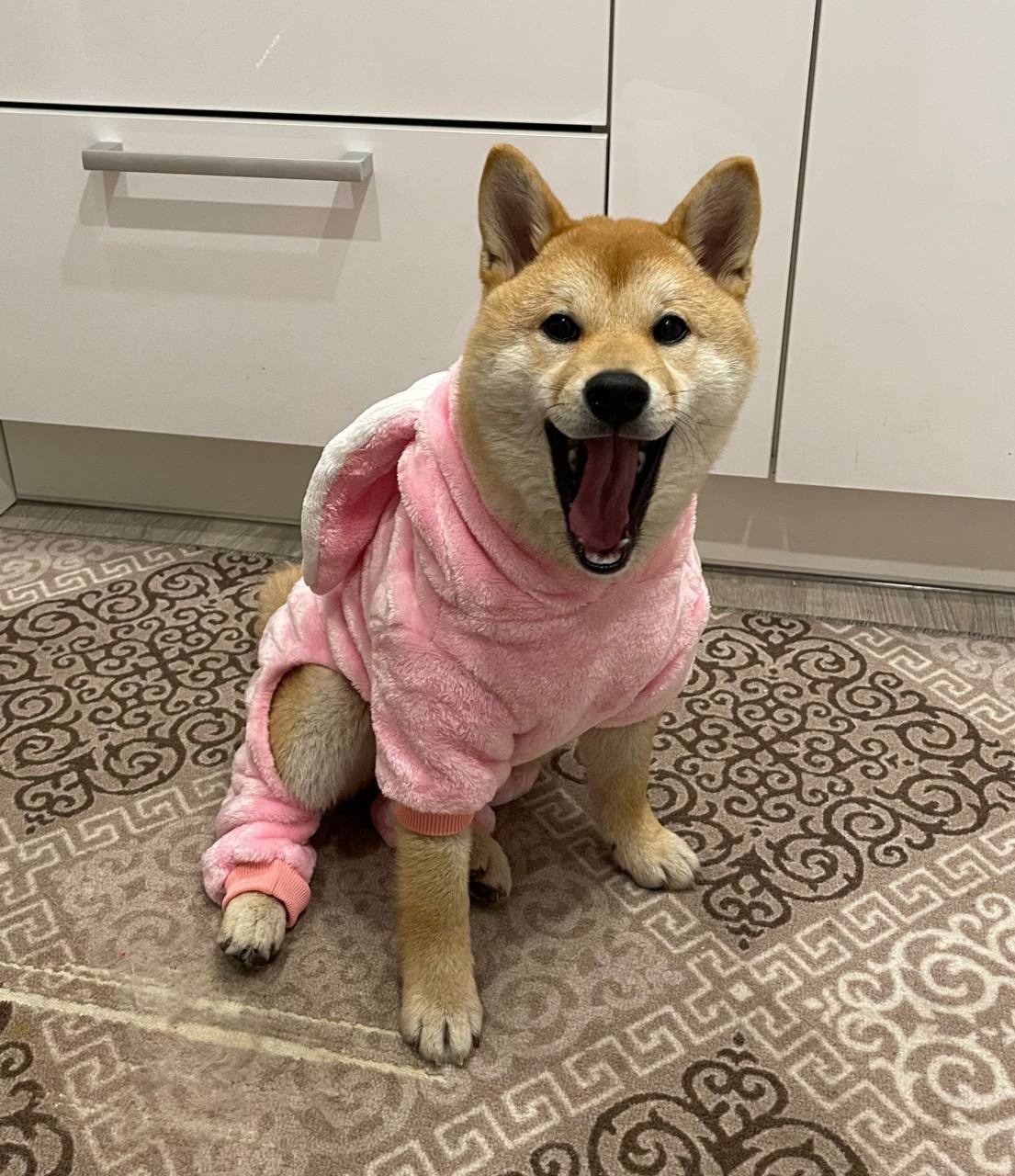 сиба питомник Рубилайт щенки на продажу rubylight  сиба щенки купить Шиба сиба-ину