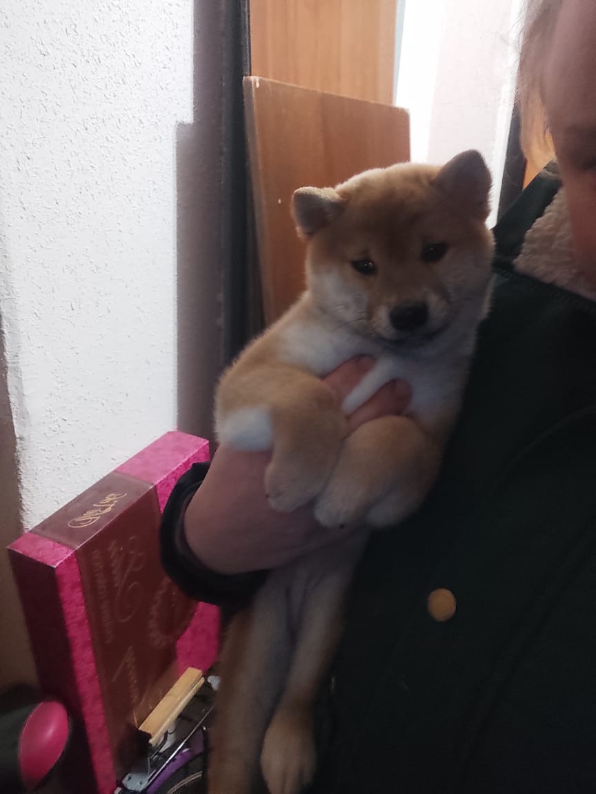 RUBYLIGHT Rika сиба питомник Рубилайт 