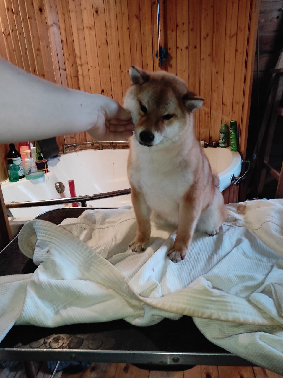 Сиба Rubylight Qiwi питомник Рубилайт 