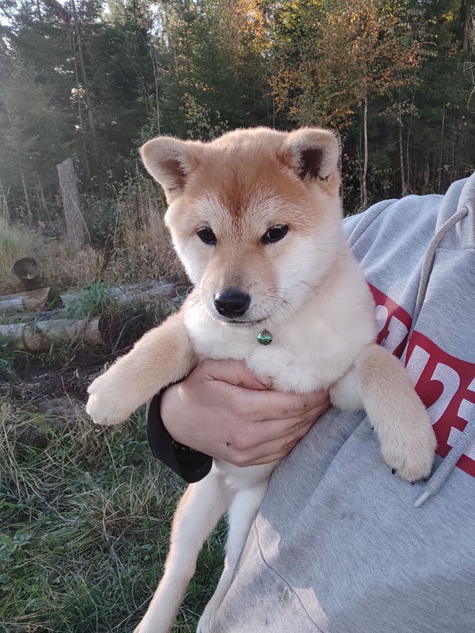 сиба питомник Рубилайт щенки на продажу rubylight  сиба щенки купить Шиба сиба-ину