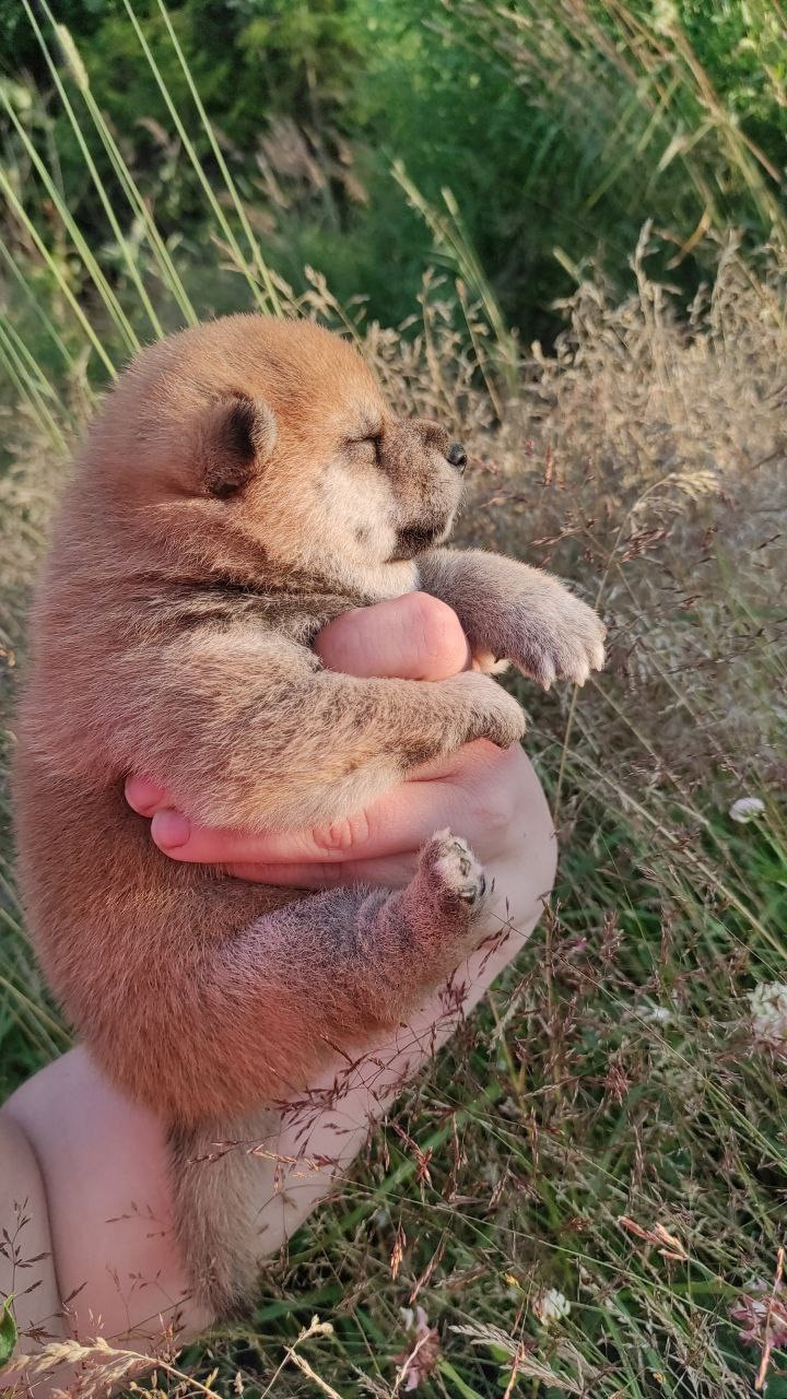 сиба питомник Рубилайт щенки на продажу rubylight  сиба щенки купить Шиба сиба-ину