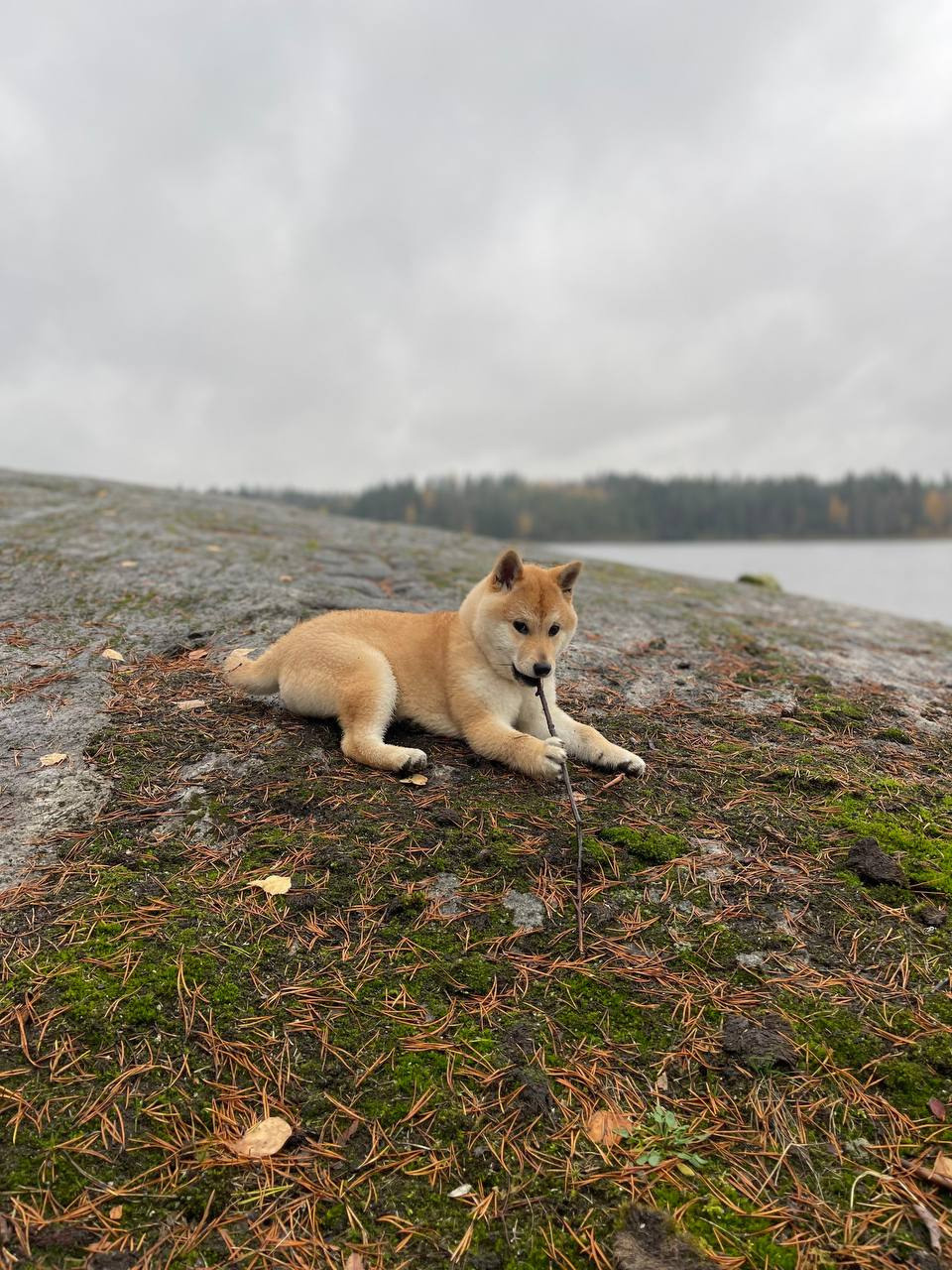 сиба питомник Рубилайт щенки на продажу rubylight  сиба щенки купить Шиба сиба-ину