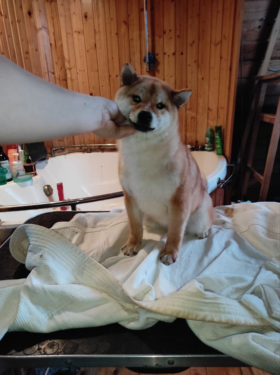 Сиба Rubylight Qiwi питомник Рубилайт 