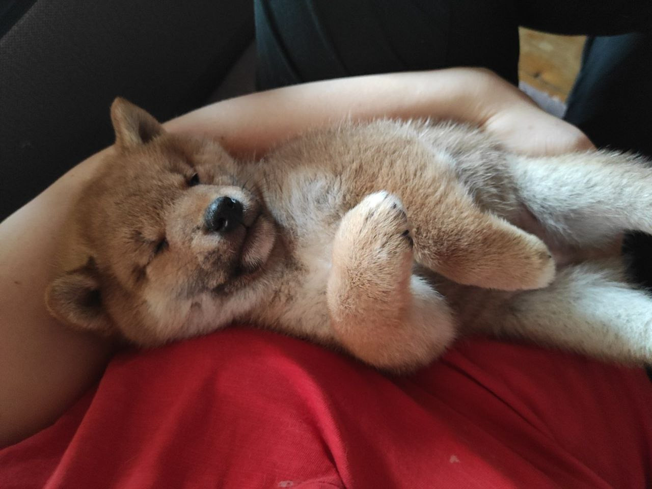 Rubylight Chester сиба питомник Рубилайт 