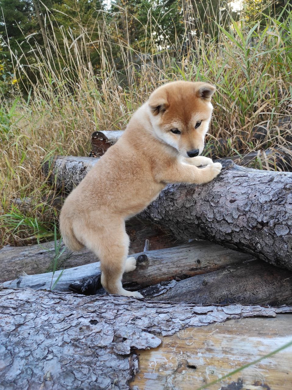сиба питомник Рубилайт щенки на продажу rubylight  сиба щенки купить Шиба сиба-ину