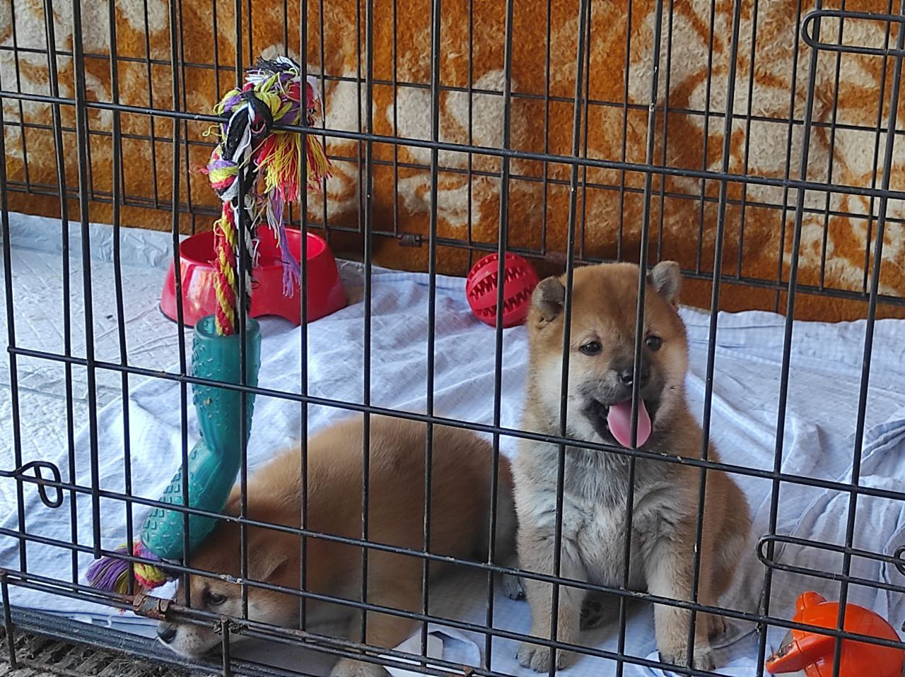 Сиба питомник Рубилайт помет Q