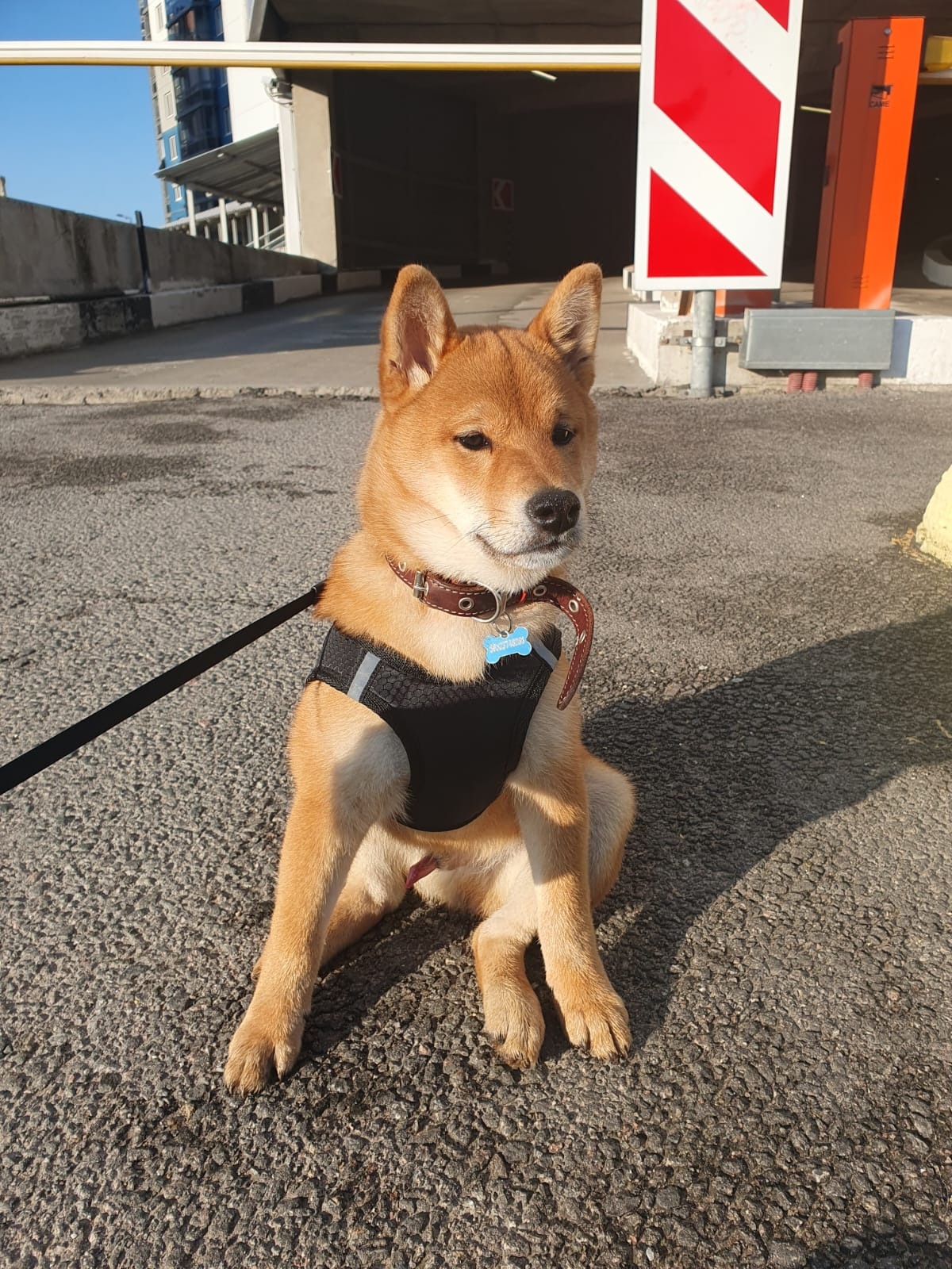 сиба питомник Рубилайт щенки на продажу rubylight  сиба щенки купить