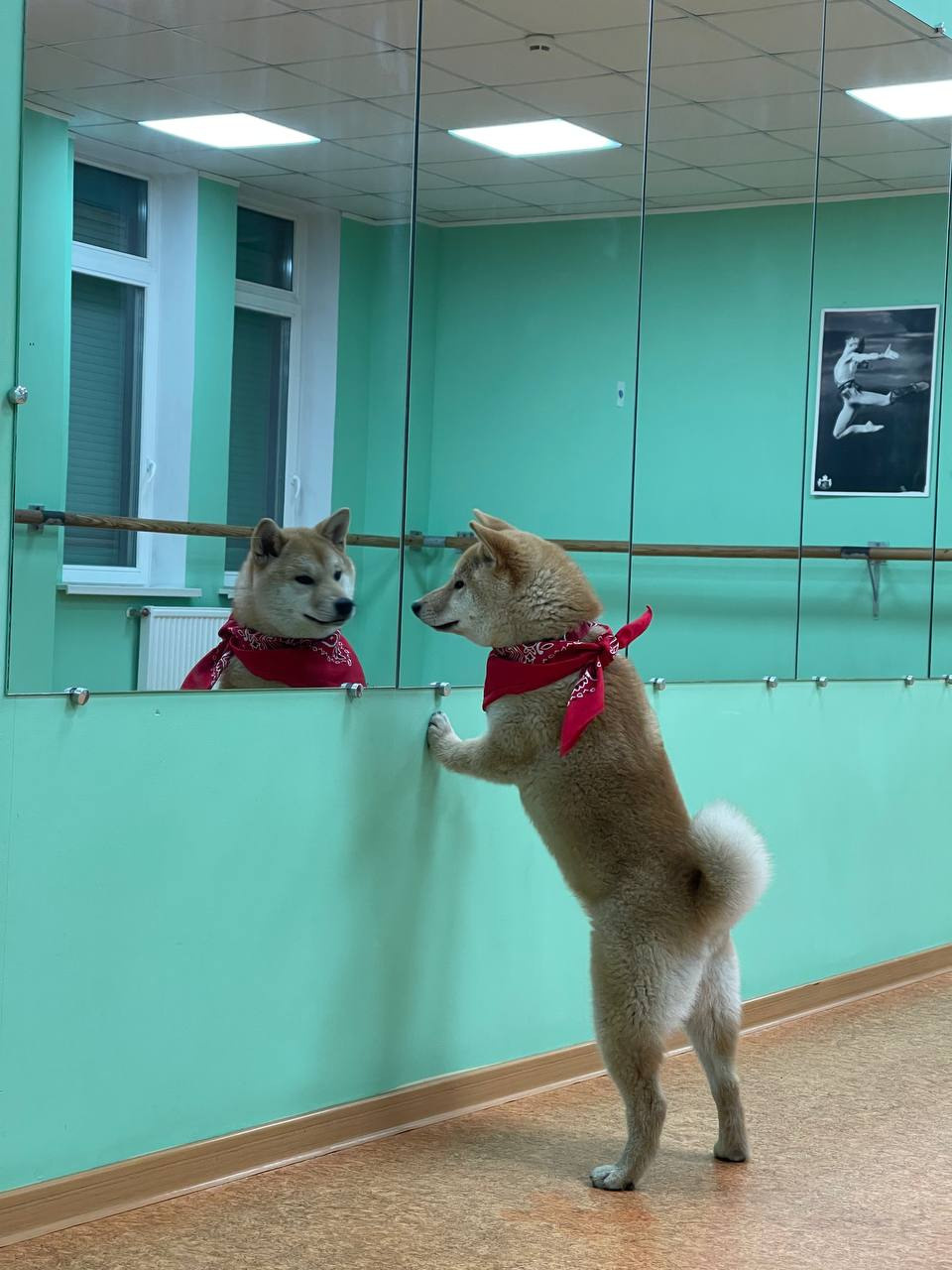 сиба питомник Рубилайт щенки на продажу rubylight  сиба щенки купить Шиба сиба-ину