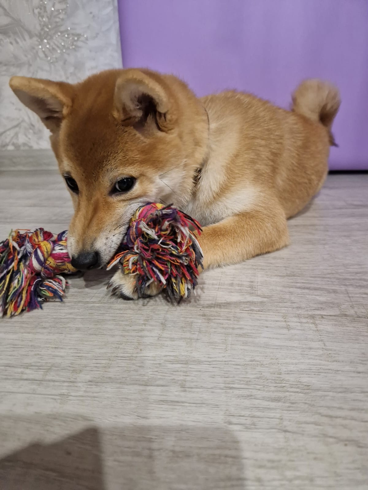 RUBYLIGHT Rika сиба питомник Рубилайт 