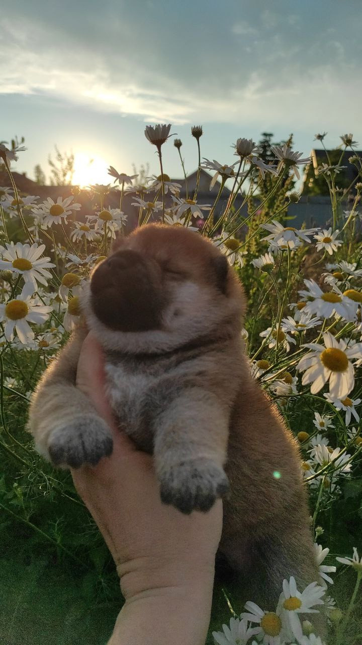 Сиба Rubylight Qiwi питомник Рубилайт 