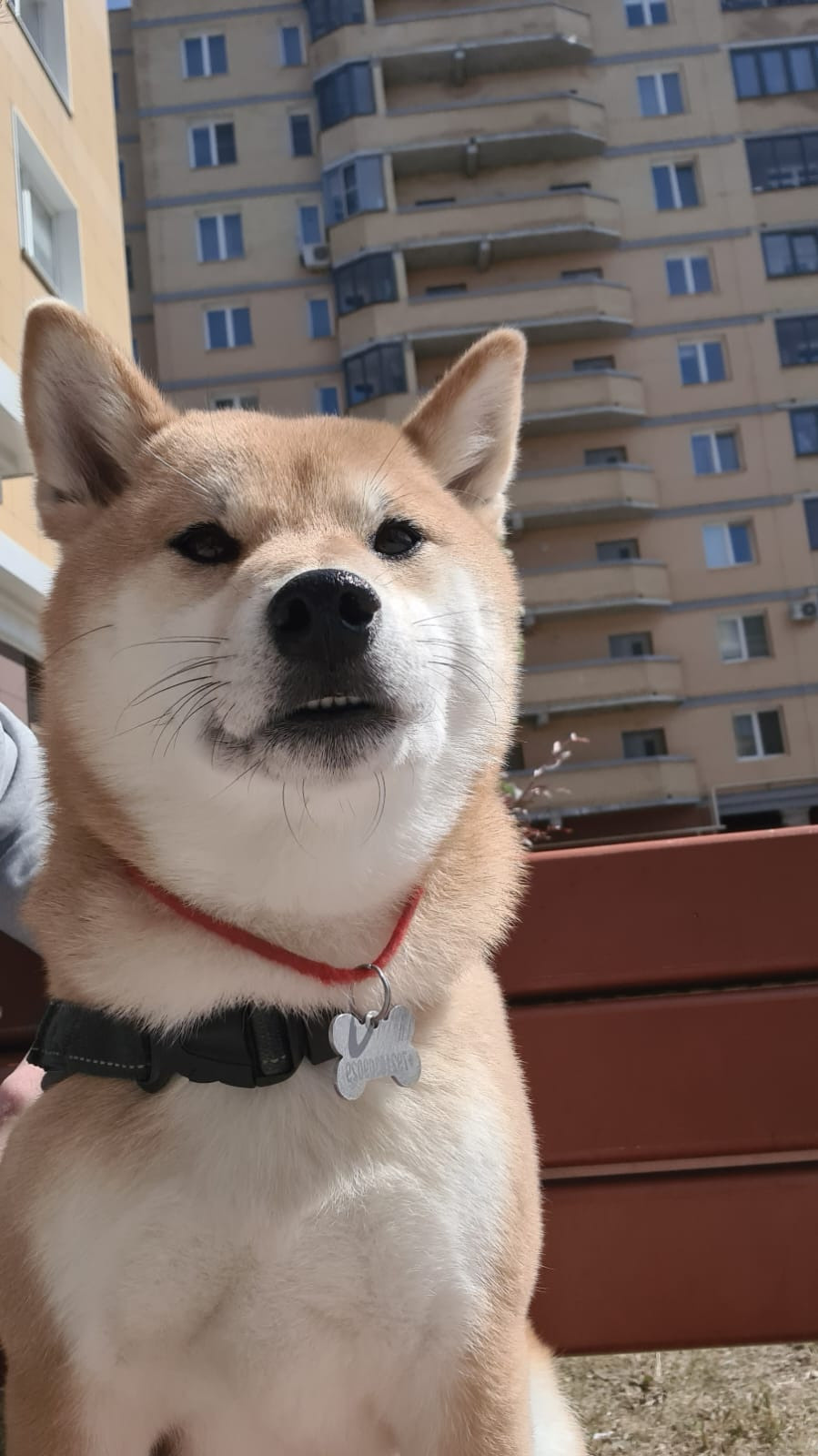 RUBYLIGHT DOLL * Долька (Отец: Хиро * HANDZIMEMESITE HIRO , Мать: Дэва * ZOLOTO PARTII DEVANA GODDESS OF HUNT) сиба