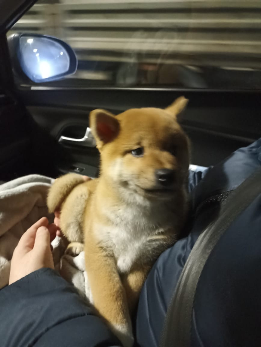 сиба питомник Рубилайт щенки на продажу rubylight  сиба щенки купить Шиба сиба-ину