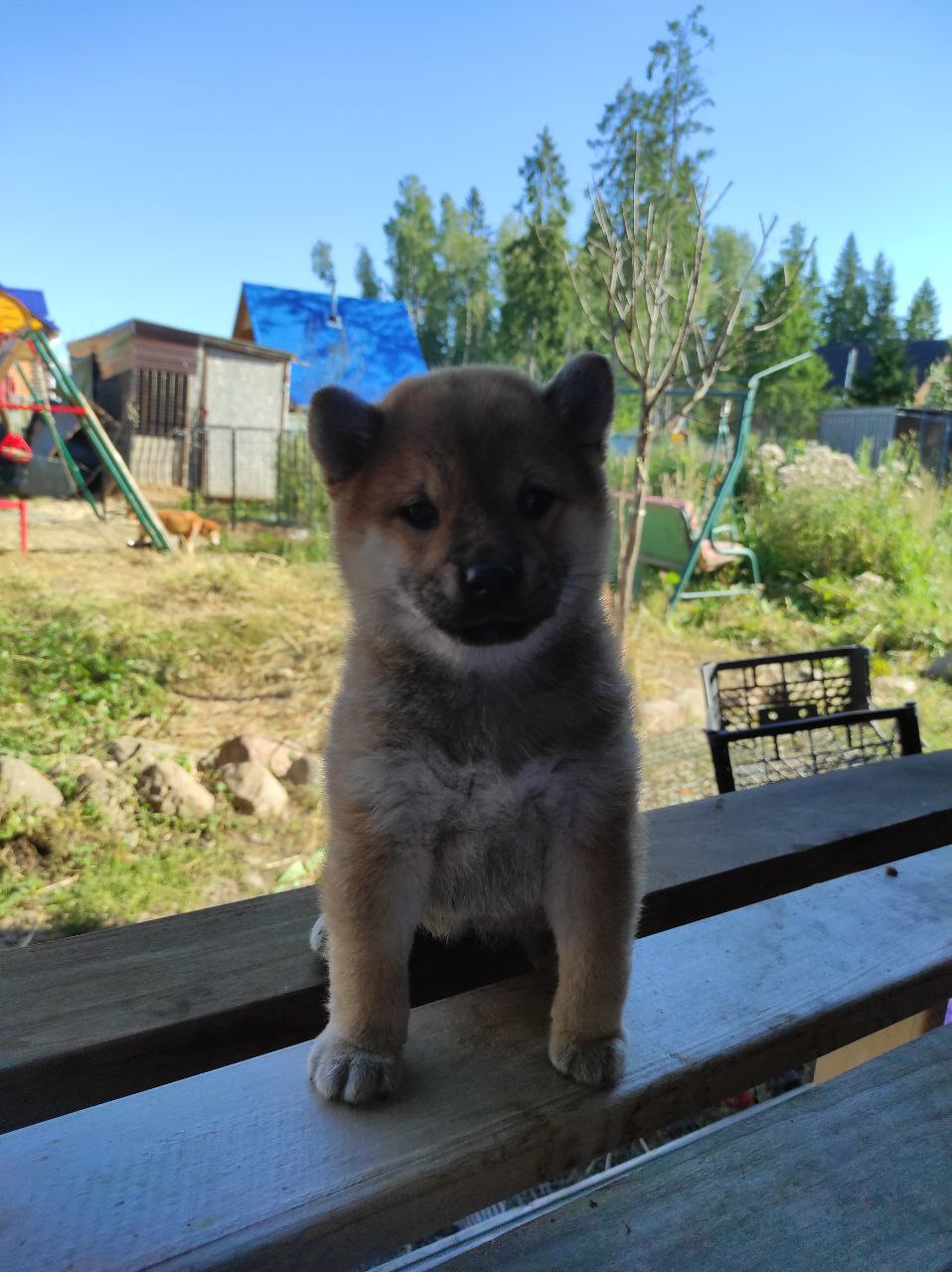 Сиба Rubylight Qiwi питомник Рубилайт 