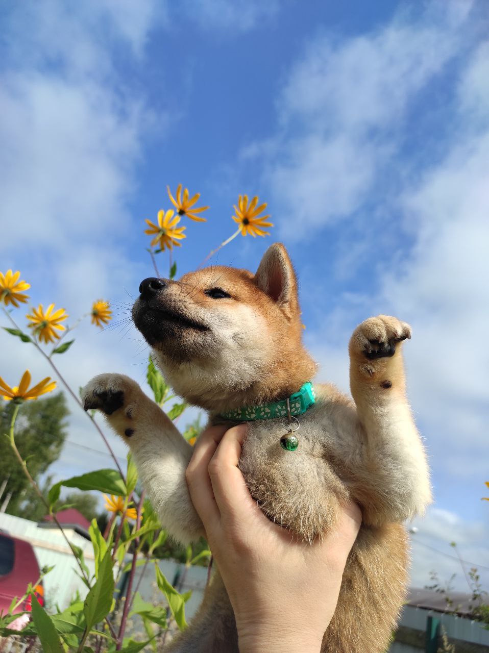 Сиба Rubylight Qiwi питомник Рубилайт 