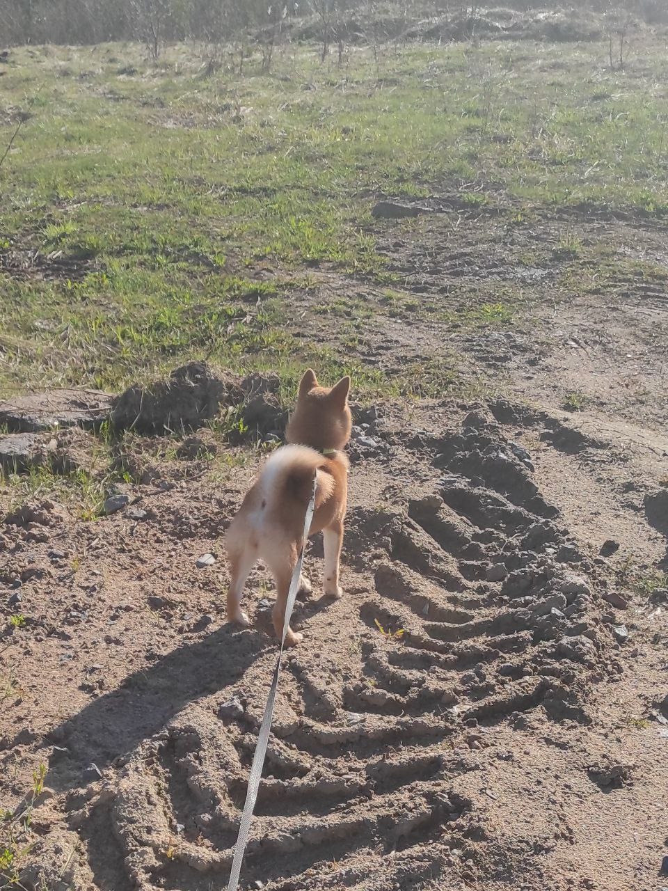 Rubylight Chester сиба питомник Рубилайт 