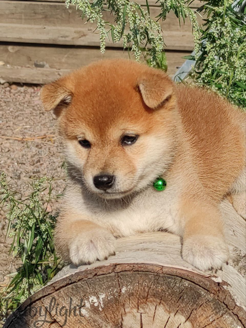 сиба питомник Рубилайт щенки на продажу rubylight  сиба щенки купить Шиба сиба-ину