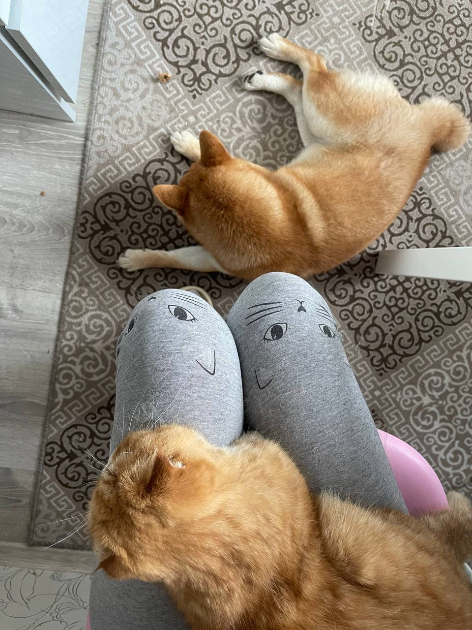 сиба питомник Рубилайт щенки на продажу rubylight  сиба щенки купить Шиба сиба-ину