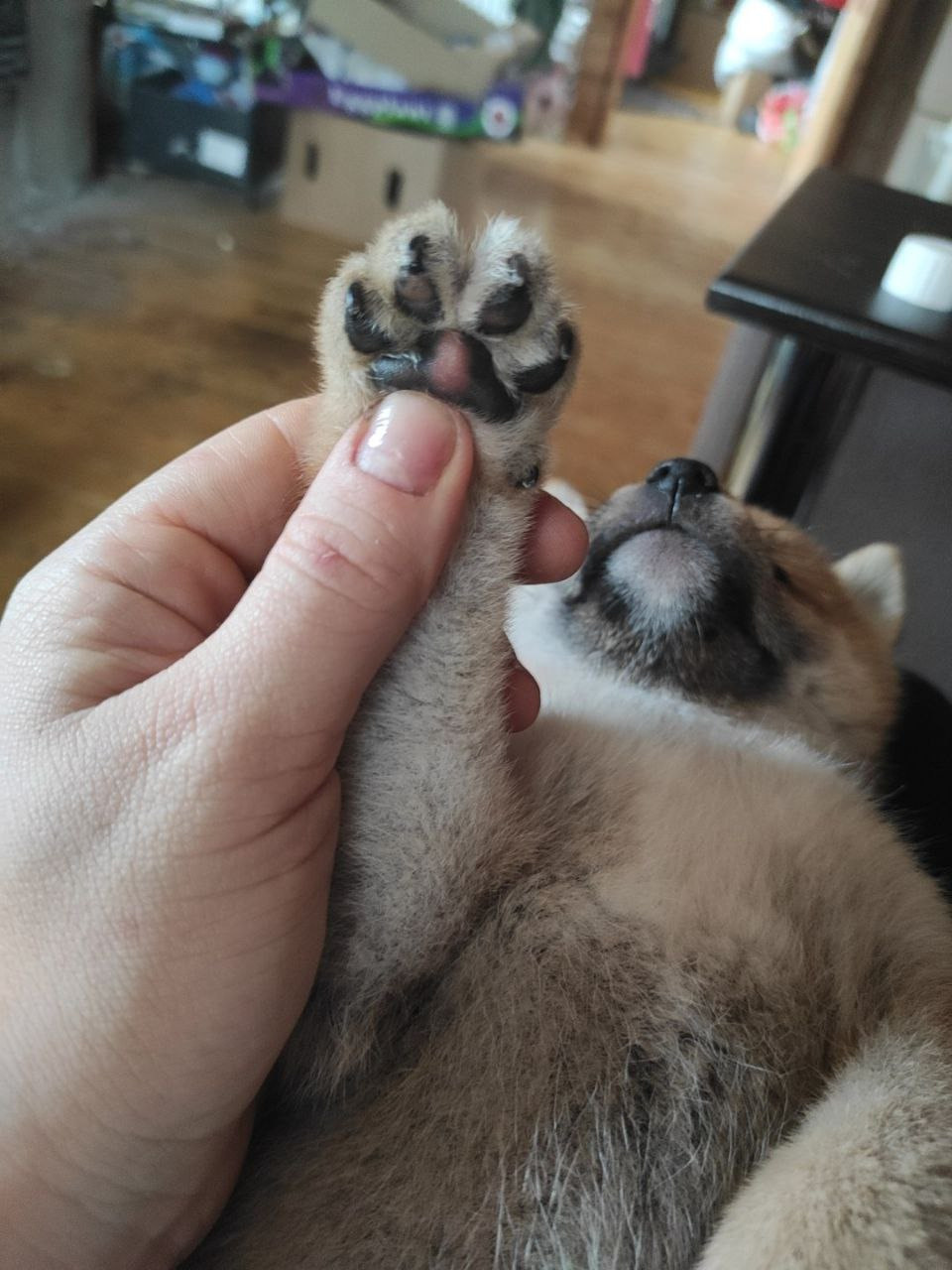 Rubylight Chester сиба питомник Рубилайт 