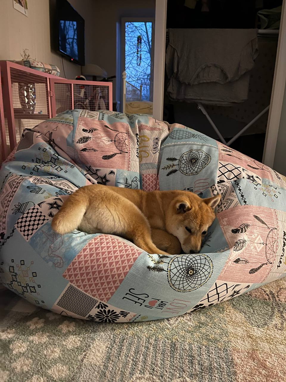 сиба питомник Рубилайт щенки на продажу rubylight  сиба щенки купить Шиба сиба-ину