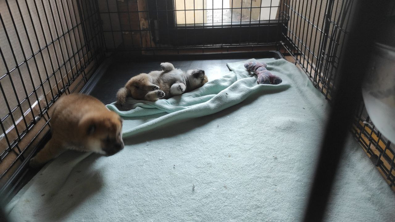 Сиба питомник Рубилайт помет Q