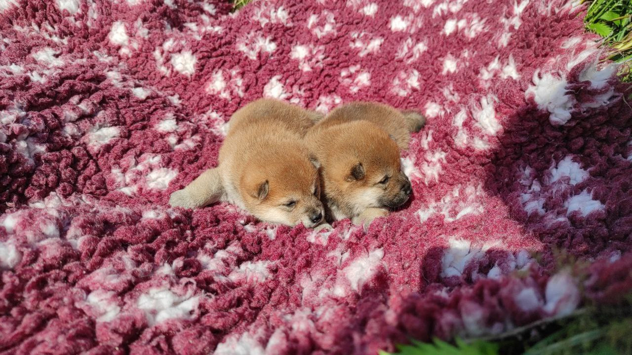 Сиба питомник Рубилайт помет Q