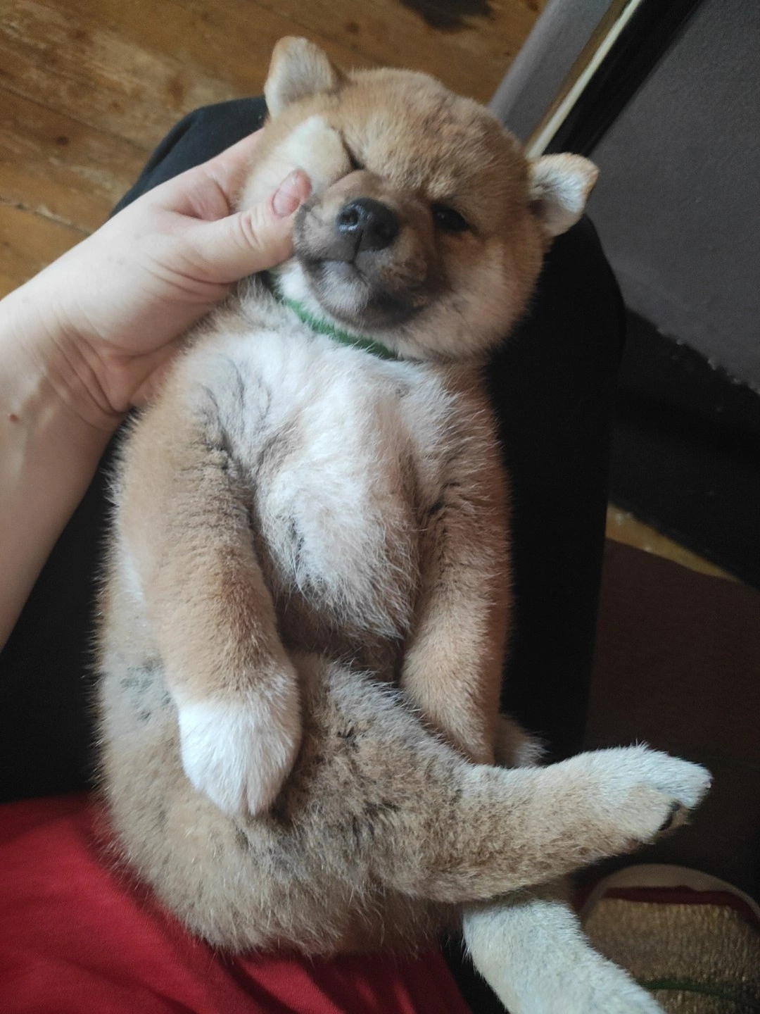 сиба питомник Рубилайт щенки на продажу rubylight  сиба щенки купить Шиба сиба-ину