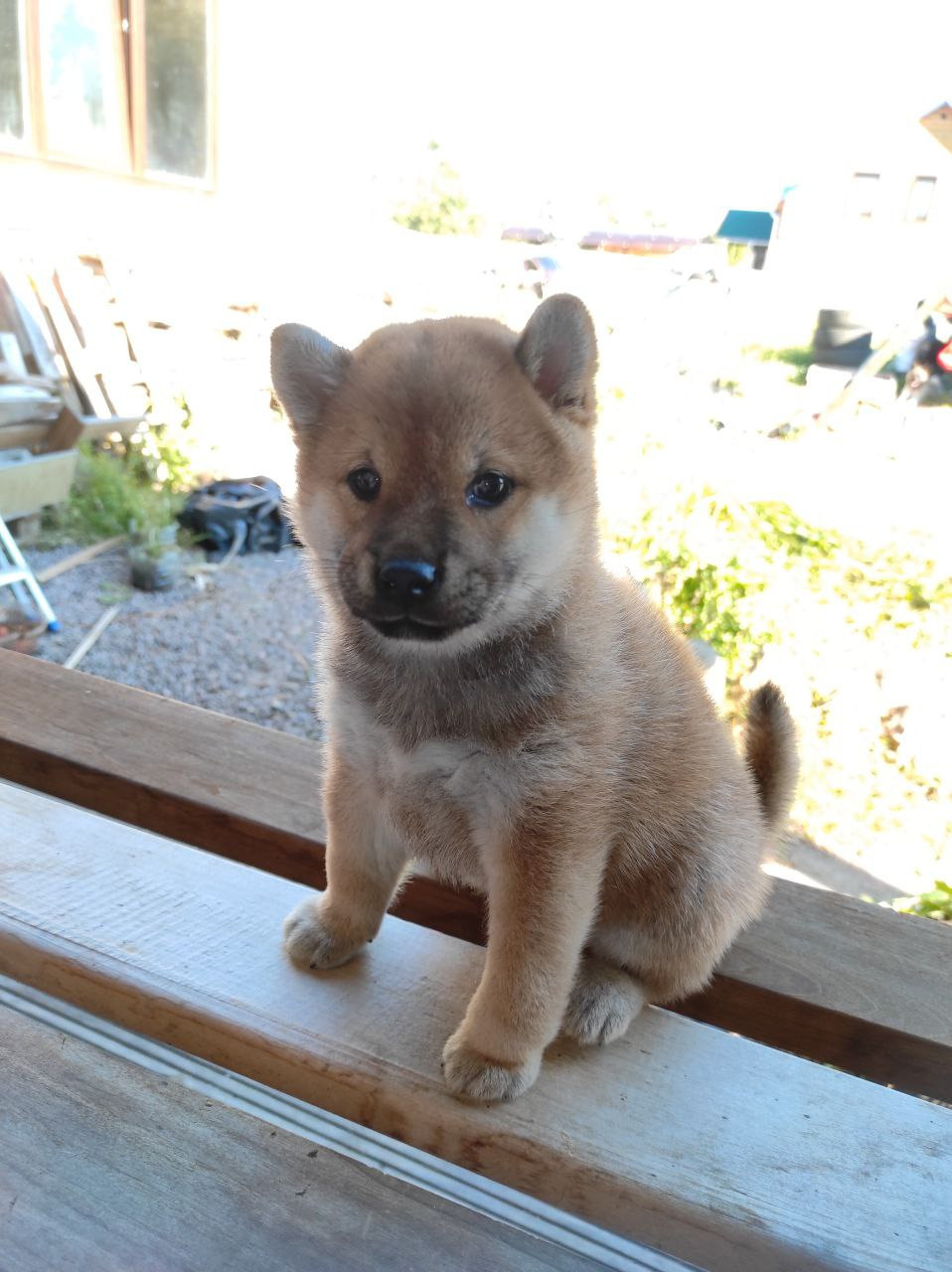 Сиба Rubylight Qiwi питомник Рубилайт 