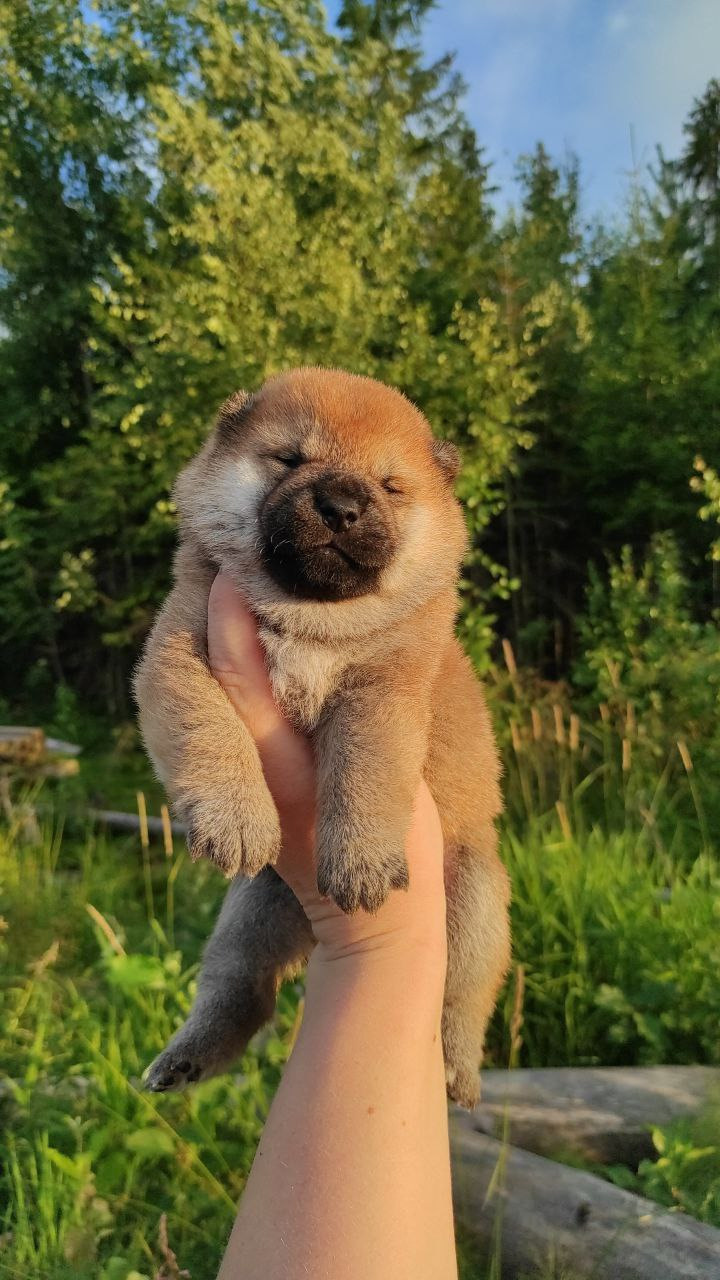 Сиба Rubylight Qiwi питомник Рубилайт 