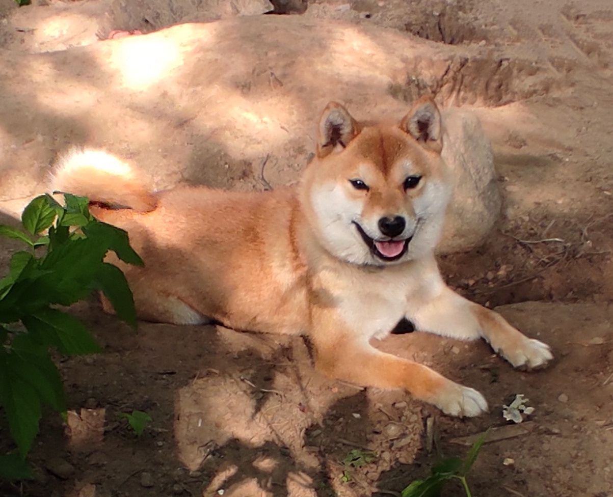 Сиба Rubylight Qiwi питомник Рубилайт 