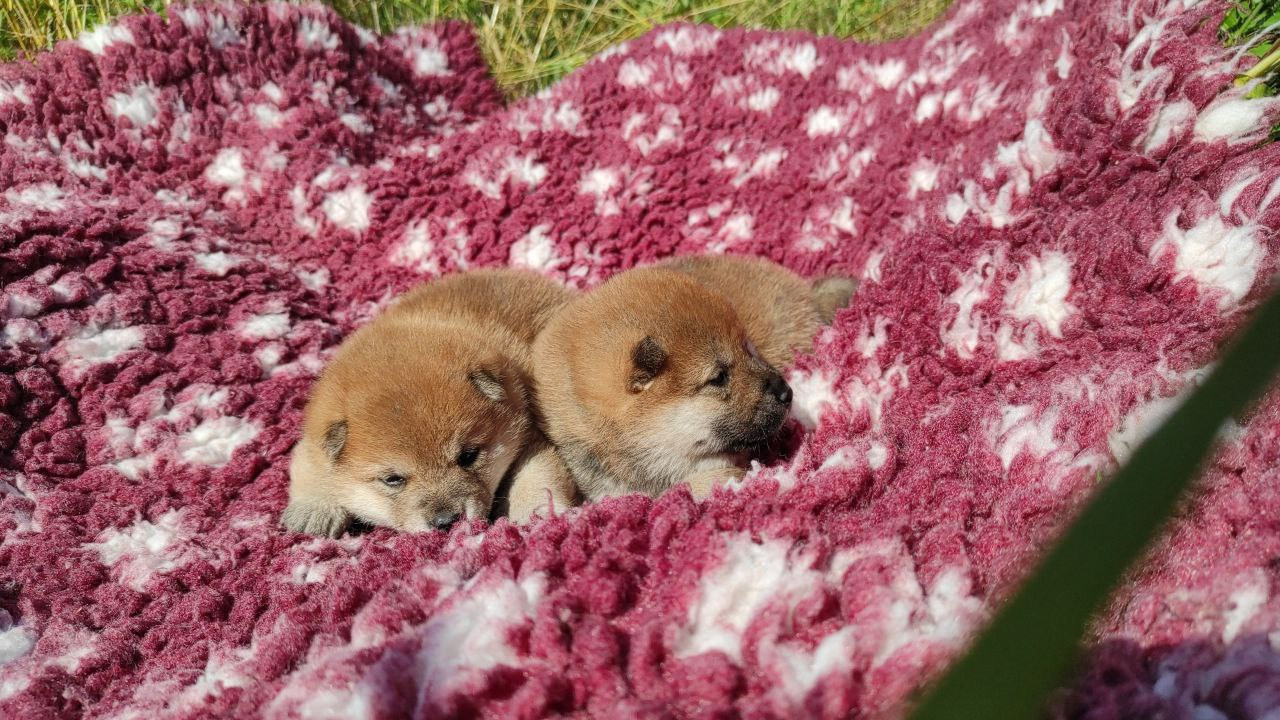 Сиба питомник Рубилайт помет Q
