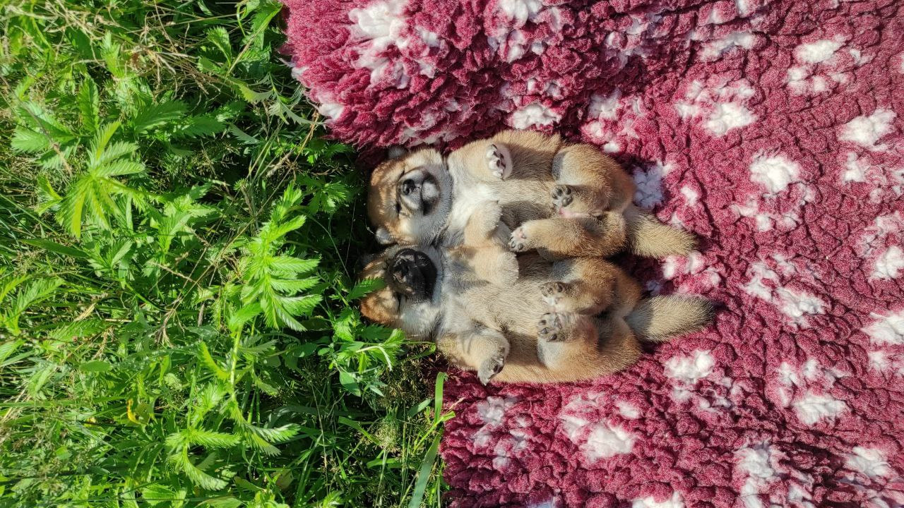 Сиба питомник Рубилайт помет Q