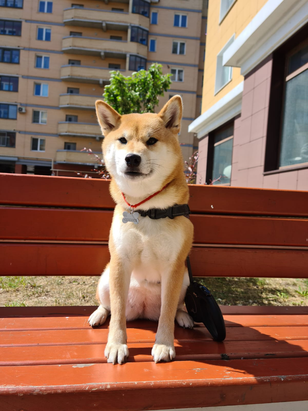 RUBYLIGHT DOLL * Долька (Отец: Хиро * HANDZIMEMESITE HIRO , Мать: Дэва * ZOLOTO PARTII DEVANA GODDESS OF HUNT) сиба