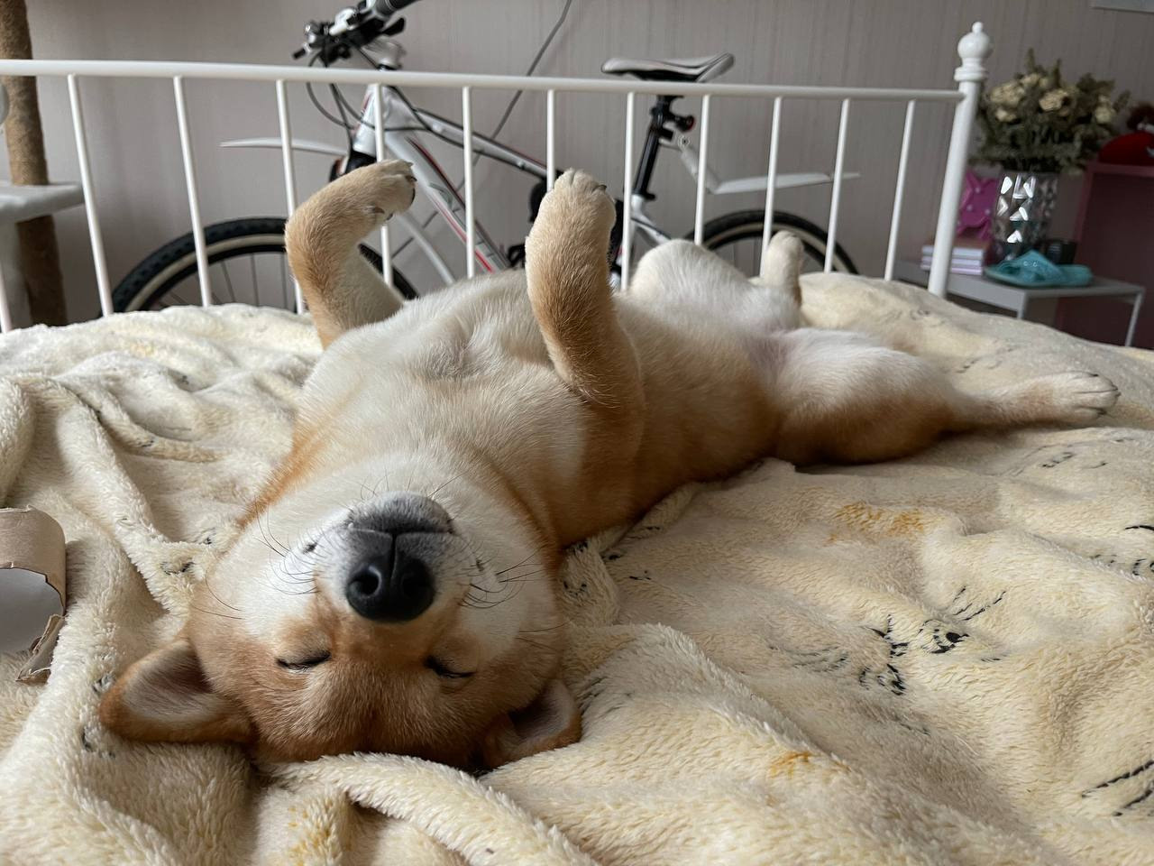 сиба питомник Рубилайт щенки на продажу rubylight  сиба щенки купить Шиба сиба-ину