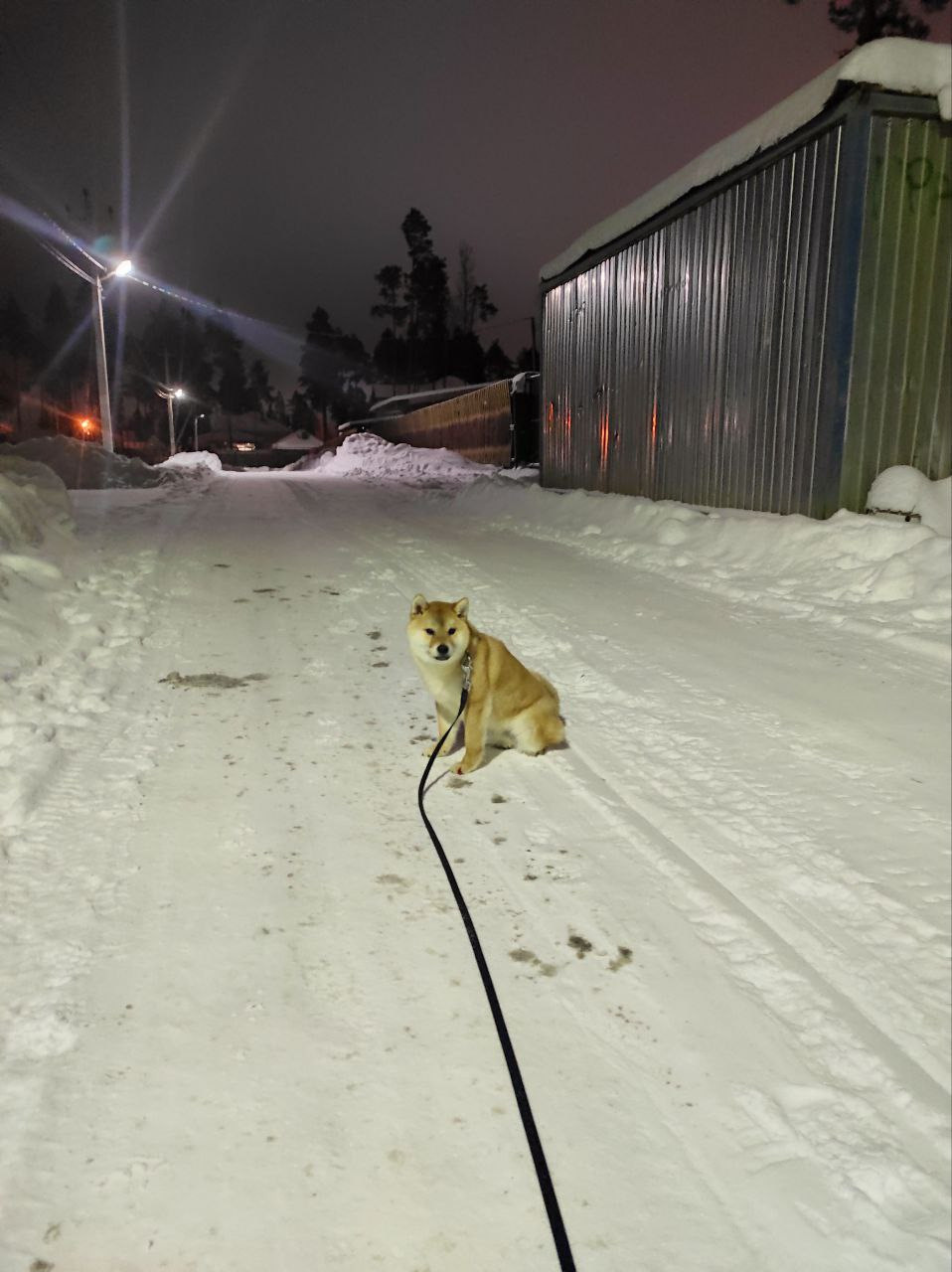 Сиба Rubylight Qiwi питомник Рубилайт 