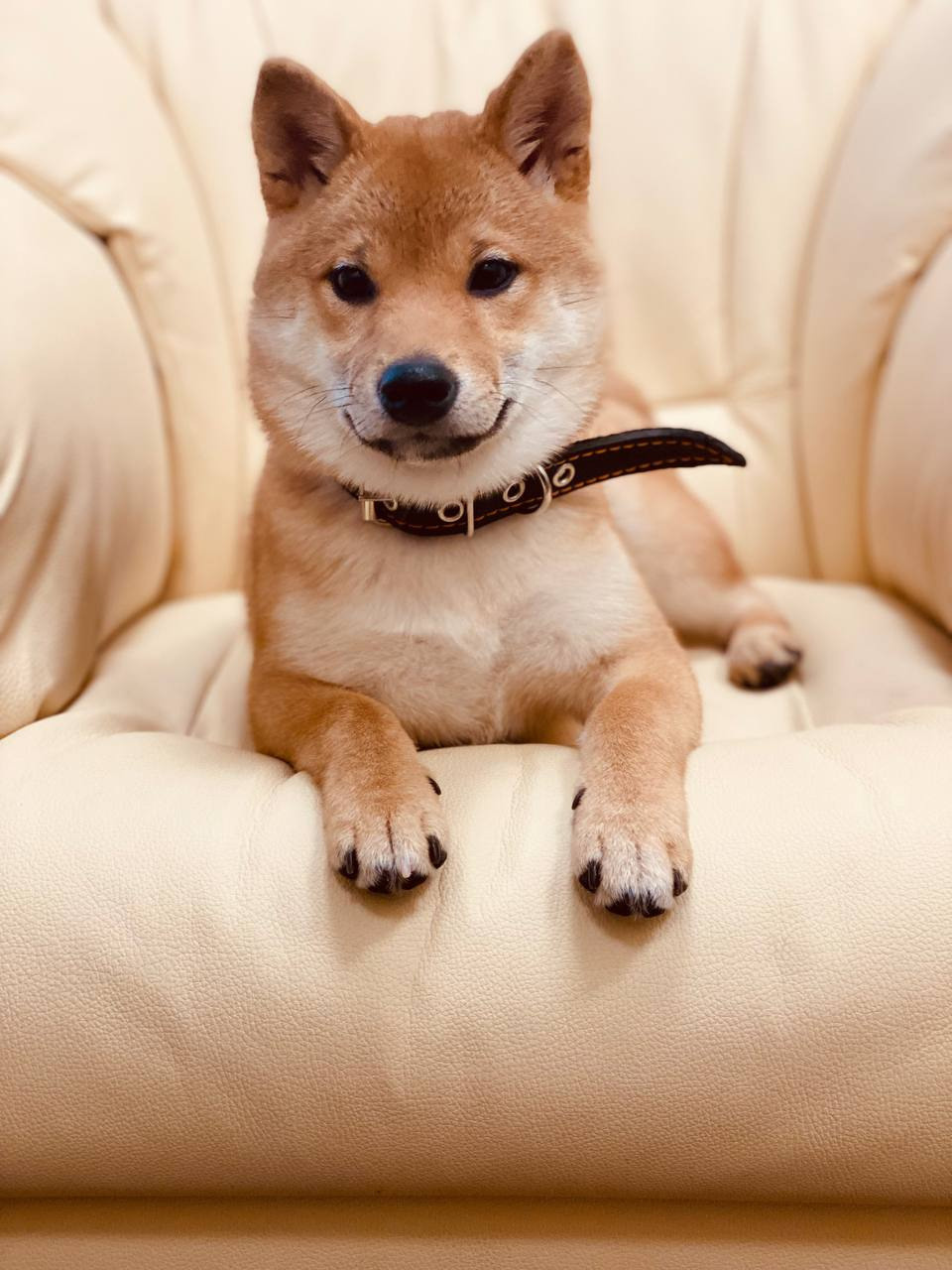 сиба питомник Рубилайт щенки на продажу rubylight  сиба щенки купить Шиба сиба-ину