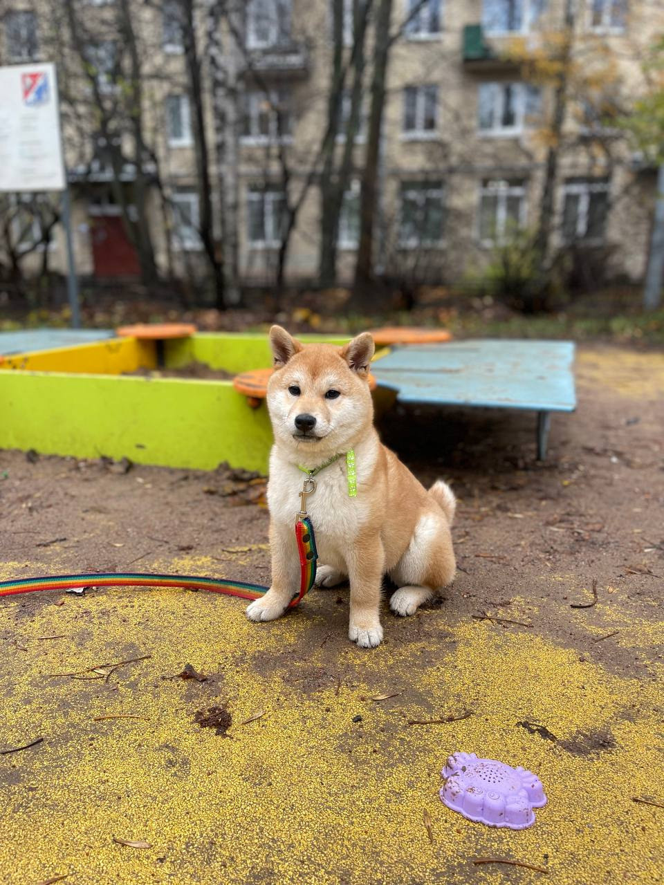 сиба питомник Рубилайт щенки на продажу rubylight  сиба щенки купить Шиба сиба-ину