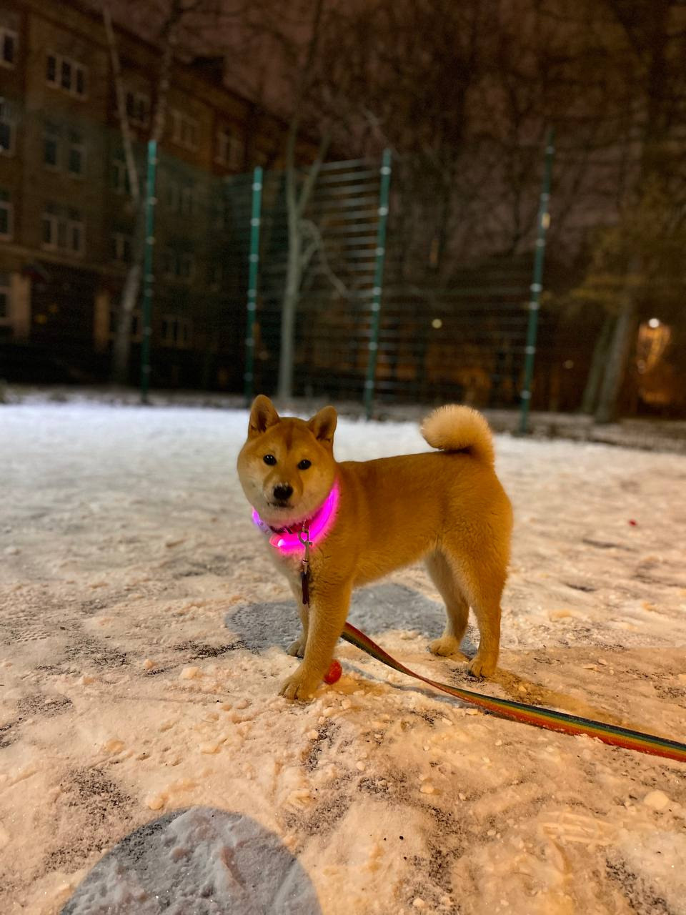 сиба питомник Рубилайт щенки на продажу rubylight  сиба щенки купить Шиба сиба-ину