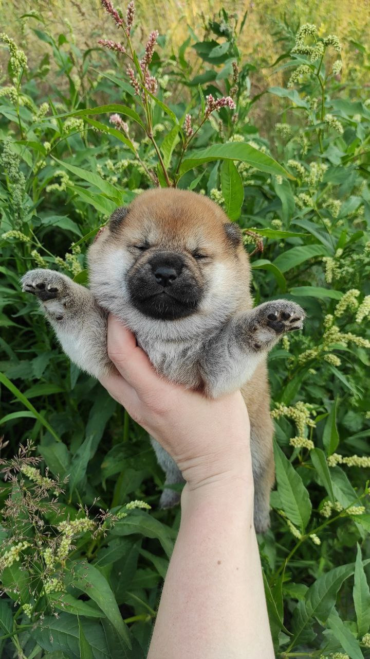 Сиба Rubylight Qiwi питомник Рубилайт 