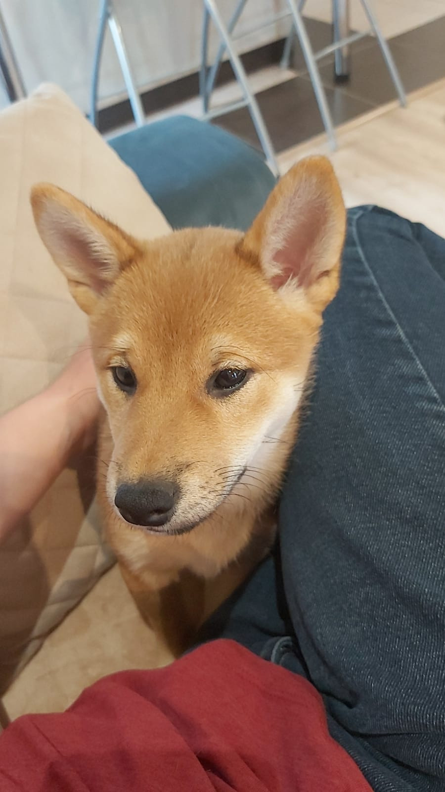 сиба питомник Рубилайт щенки на продажу rubylight  сиба щенки купить