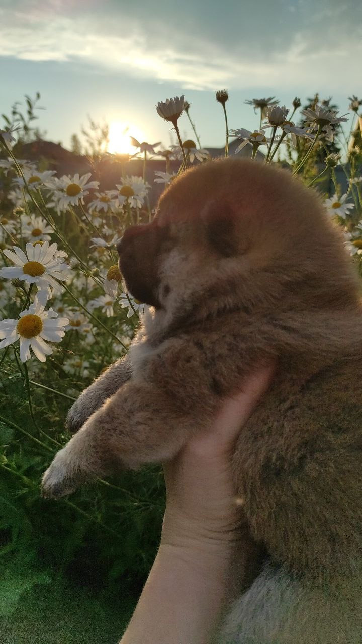 Сиба Rubylight Qiwi питомник Рубилайт 